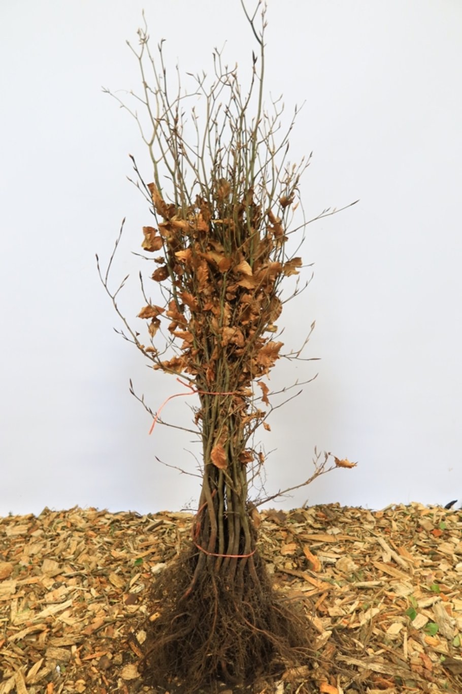 Fagus syl. 'Atropunicea' - 60-80 CM bare root 1/2